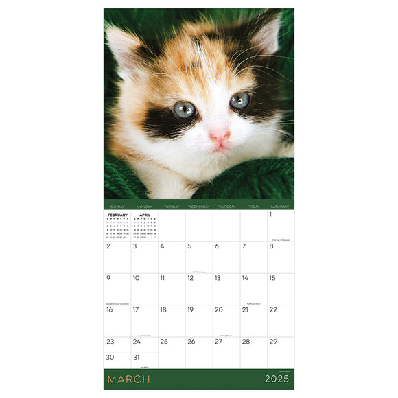 2025 Kittens Wall Calendar TF Publishing Calendars + Planners