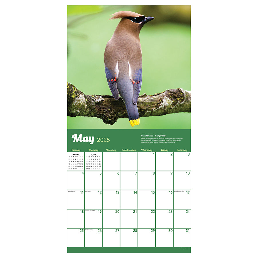 2025 Backyard Birds Wall Calendar TF Publishing Calendars