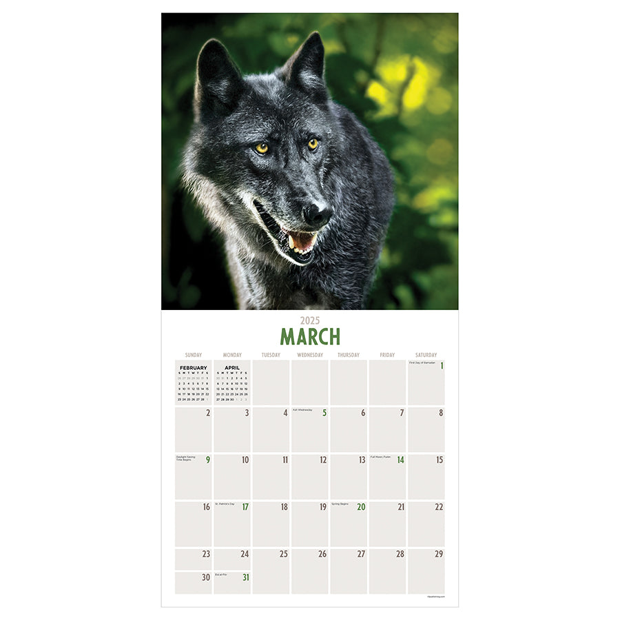 2025 Wolves Wall Calendar - 0