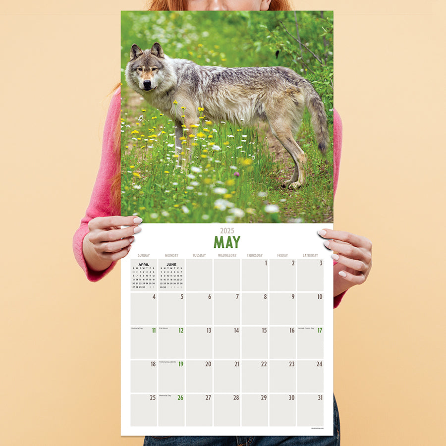 2025 Wolves Wall Calendar