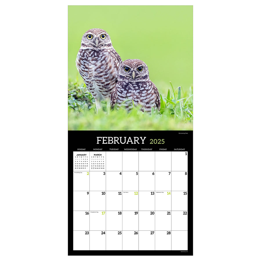 2025 Owls Wall Calendar - 0
