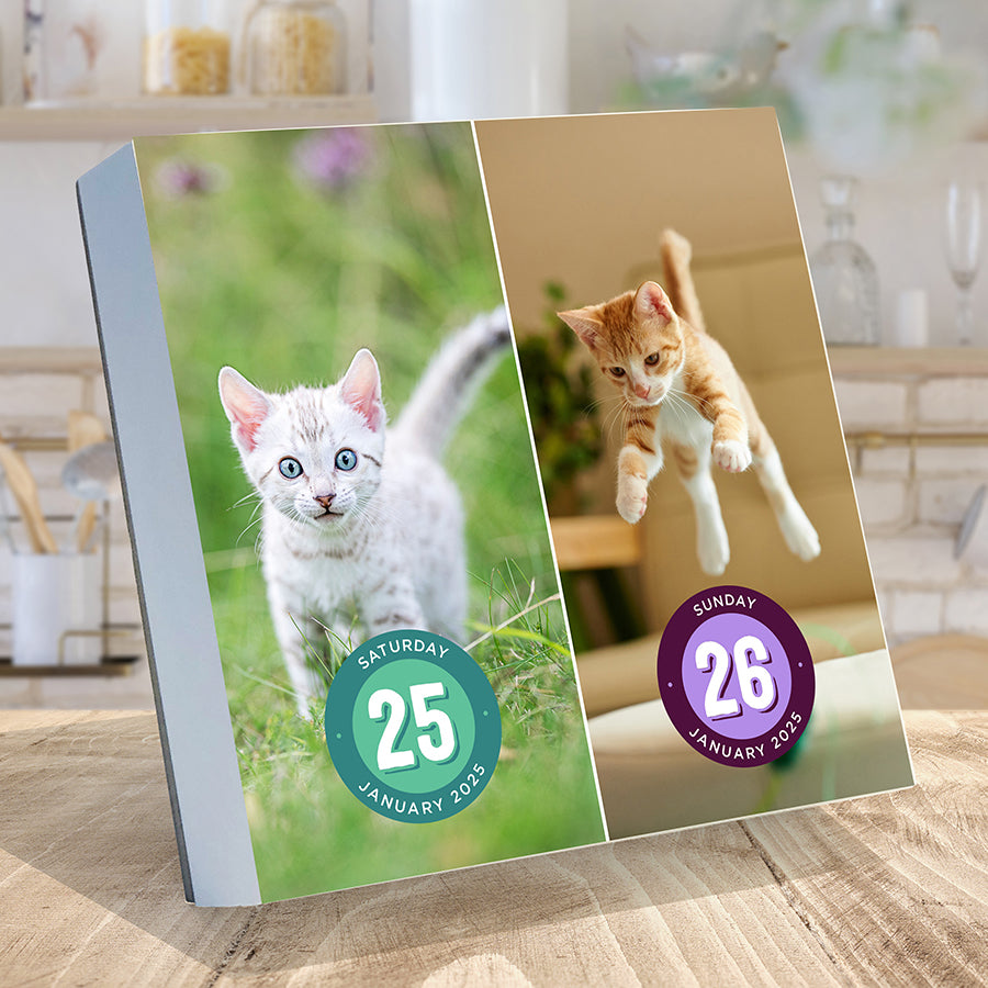 2025 Cat A Day Daily Desktop Calendar - 0