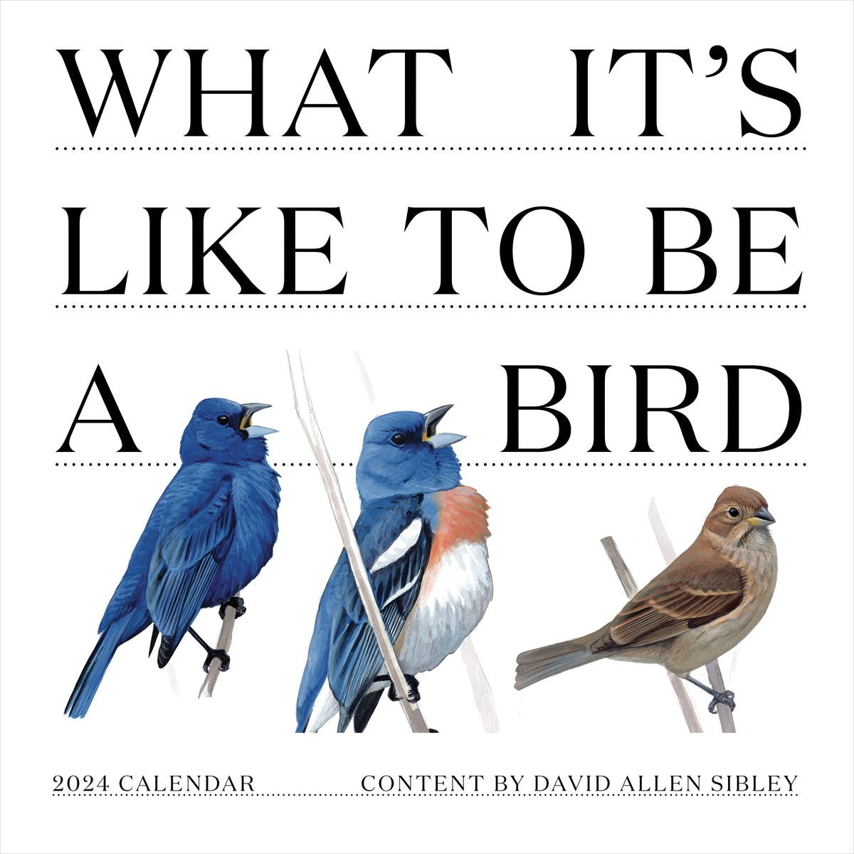 2024 What It's Like To Be A Bird Wall Calendar TF Publishing